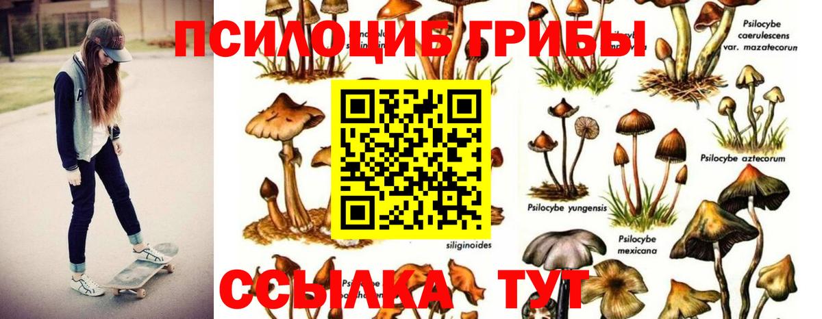 Галлюциногенные грибы Psilocybe  Вход с VPN  Галлюциногенные грибы ЛСД  цена наркотик  Мичуринск 